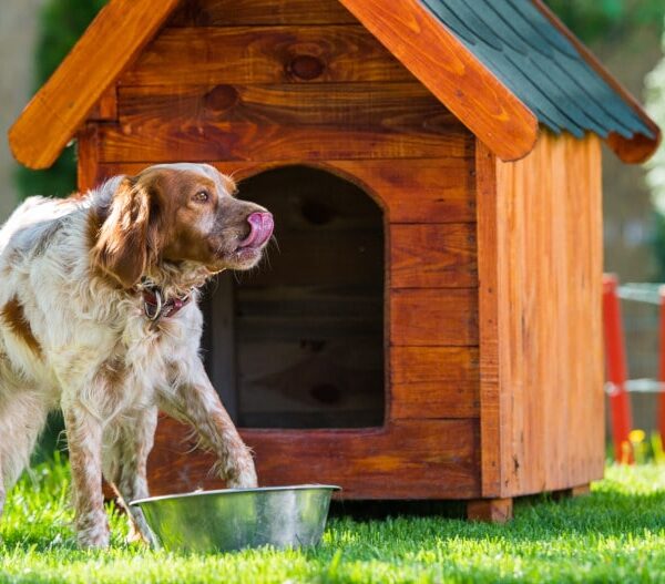 caseta para perros