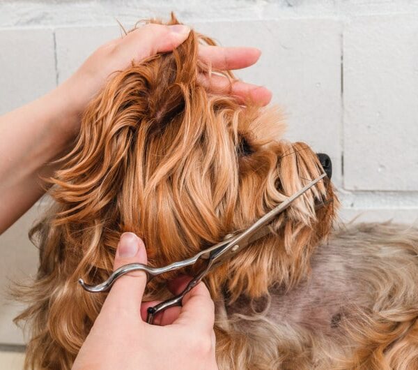 como cortar el pelo