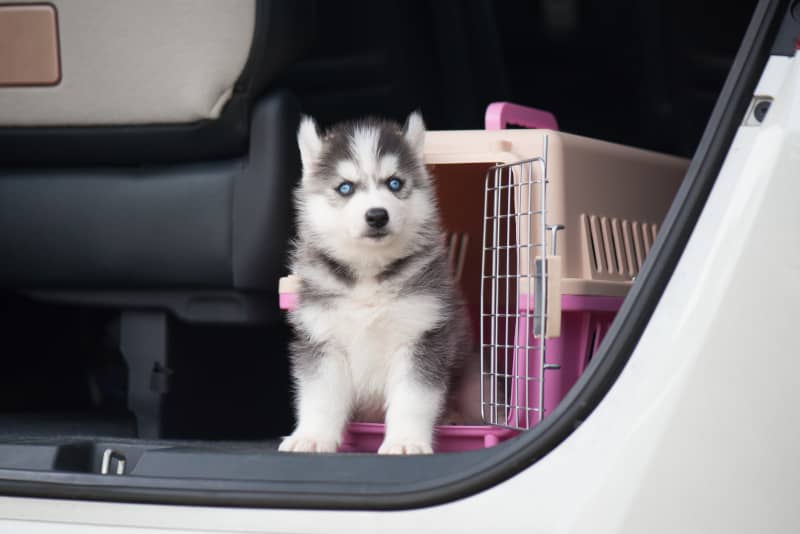 cómo llevar al perro en el coche