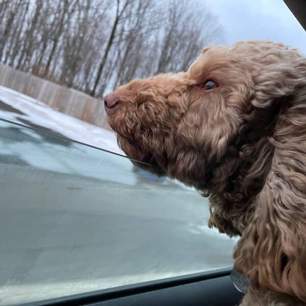 cómo llevar al perro en el coche