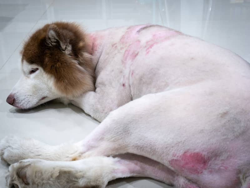enfermedades de la piel en perros
