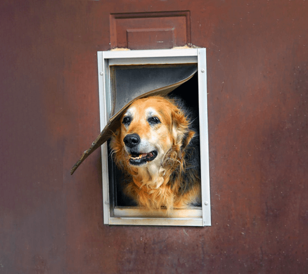 puerta para perro