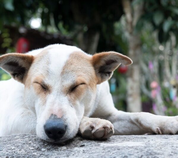 moquillo en el perro