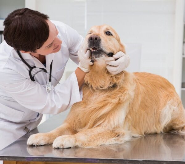seguro veterinario para perros