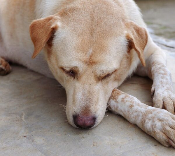 sintomas de leishmaniosis en perros