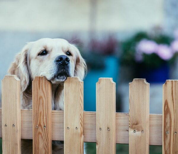 valla para perros