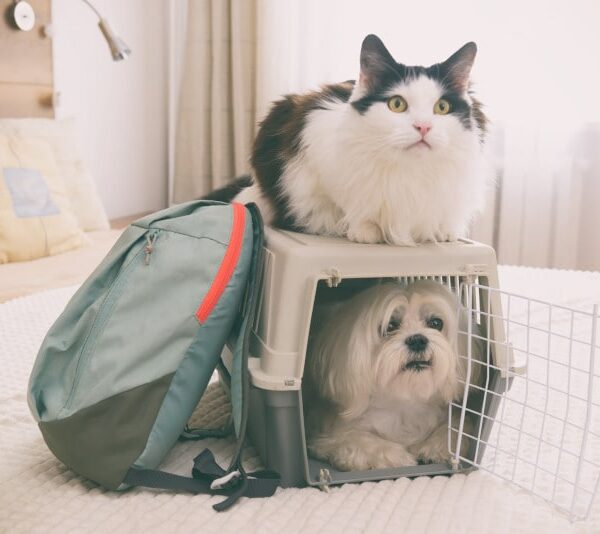 viajar con mascotas